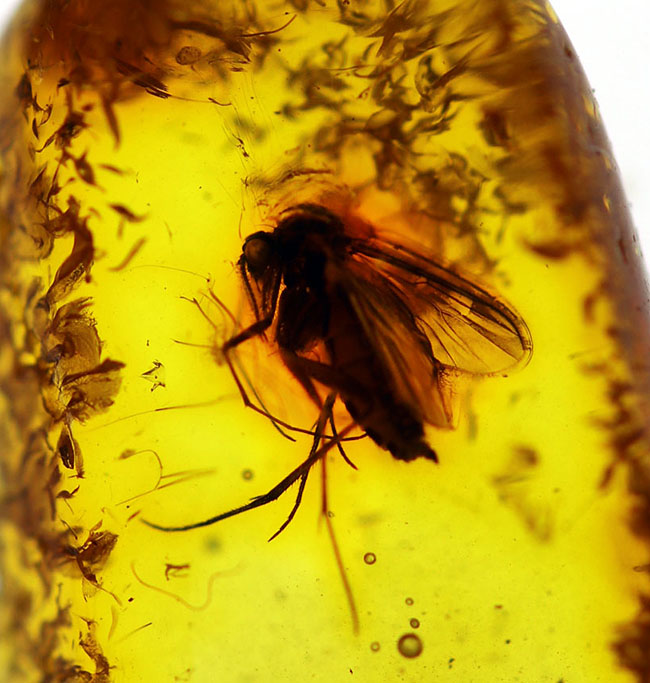 その起源はおよそ4000万年前に遡る!キノコバエを内包したバルト海産虫入り琥珀(Amber)(その1)