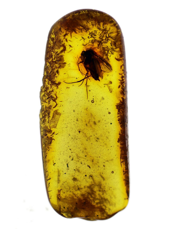 その起源はおよそ4000万年前に遡る!キノコバエを内包したバルト海産虫入り琥珀(Amber)(その2)