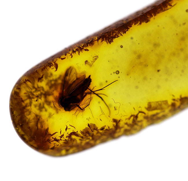 その起源はおよそ４０００万年前に遡る！キノコバエを内包したバルト海産虫入り琥珀（Amber）（その3）