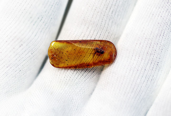 その起源はおよそ４０００万年前に遡る！キノコバエを内包したバルト海産虫入り琥珀（Amber）（その5）