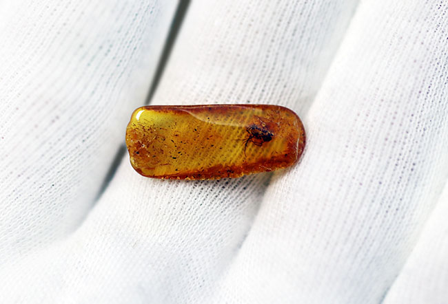 その起源はおよそ4000万年前に遡る!キノコバエを内包したバルト海産虫入り琥珀(Amber)(その5)