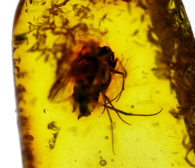 その起源はおよそ4000万年前に遡る!キノコバエを内包したバルト海産虫入り琥珀(Amber)(その6)