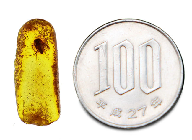 その起源はおよそ4000万年前に遡る！キノコバエを内包したバルト