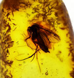 その起源はおよそ４０００万年前に遡る！キノコバエを内包したバルト海産虫入り琥珀（Amber）