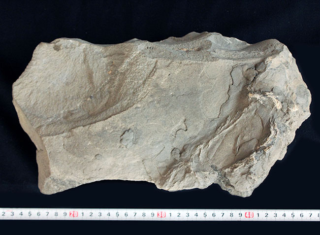 保存状態良好、美しいクリーム色、ドイツ産中生代ジュラ紀のアンモナイトのマルチプレート化石（その7）