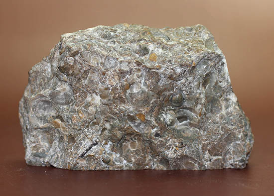 色合いが面白い。イングランド産アンモナイト、アステロセラス(Asteroceras blakei)。母岩がスタンドになるタイプ。(その7)