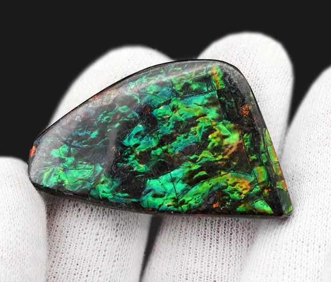 キラキラ！初夏にぴったりの美しいグリーン色に輝くアンモ”ラ“イト（Ammolite）のピース（その5）