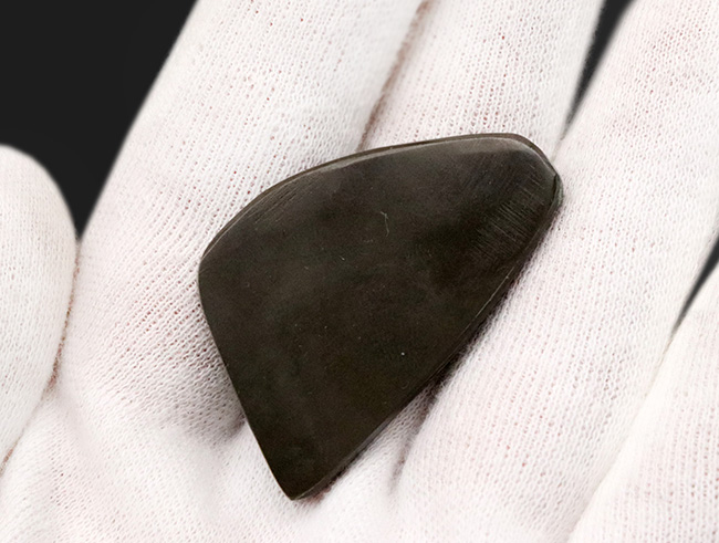 キラキラ!初夏にぴったりの美しいグリーン色に輝くアンモ”ラ“イト(Ammolite)のピース(その6)