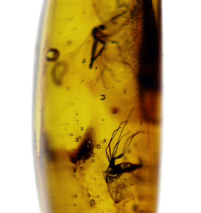 人類最古のジュエリーの一つ、古代の虫が内包された、バルト海産琥珀（Amber）を使ったペンダントトップ（シルバーチェーン、高級ジュエリーケース付き。）（その2）