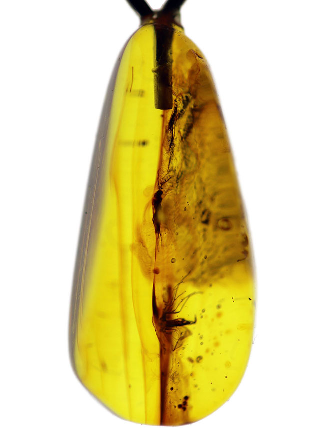 人類最古のジュエリーの一つ、古代の虫が内包された、バルト海産琥珀（Amber）を使ったペンダントトップ（シルバーチェーン、高級ジュエリーケース付き。）（その7）