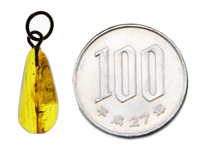 人類最古のジュエリーの一つ、古代の虫が内包された、バルト海産琥珀（Amber）を使ったペンダントトップ（シルバーチェーン、高級ジュエリーケース付き。）（その8）