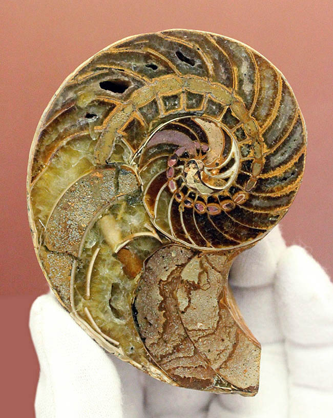 美しい模様、マダガスカル産、白亜紀オウムガイ（Nautilus）の化石のカット標本（その1）
