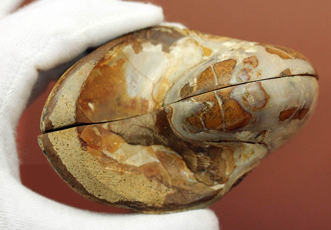 美しい模様、マダガスカル産、白亜紀オウムガイ（Nautilus）の化石のカット標本（その10）