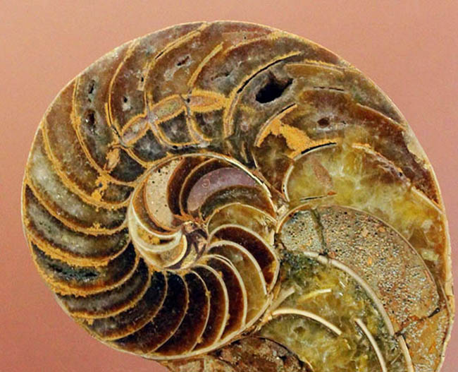 美しい模様、マダガスカル産、白亜紀オウムガイ（Nautilus）の化石の 