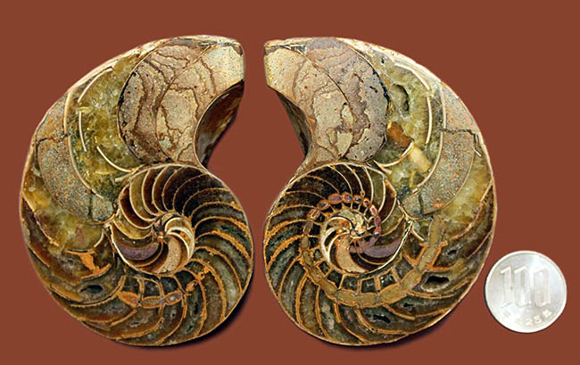 美しい模様、マダガスカル産、白亜紀オウムガイ（Nautilus）の化石のカット標本（その15）