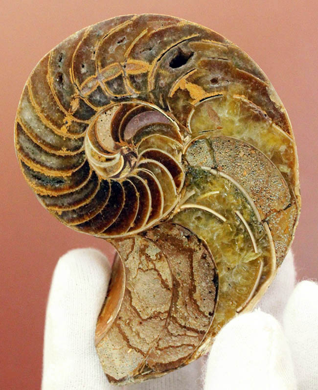 美しい模様、マダガスカル産、白亜紀オウムガイ（Nautilus）の化石のカット標本（その2）