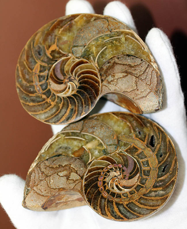 美しい模様、マダガスカル産、白亜紀オウムガイ（Nautilus）の化石のカット標本（その3）