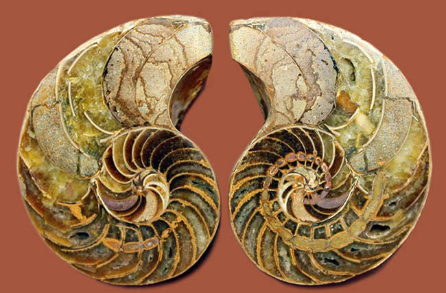 美しい模様、マダガスカル産、白亜紀オウムガイ（Nautilus）の化石のカット標本（その4）