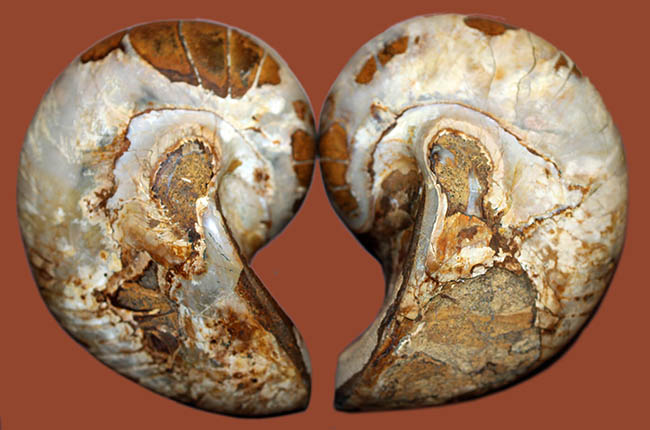 美しい模様、マダガスカル産、白亜紀オウムガイ（Nautilus）の化石のカット標本（その5）
