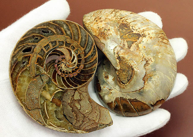 美しい模様、マダガスカル産、白亜紀オウムガイ（Nautilus）の化石のカット標本（その7）