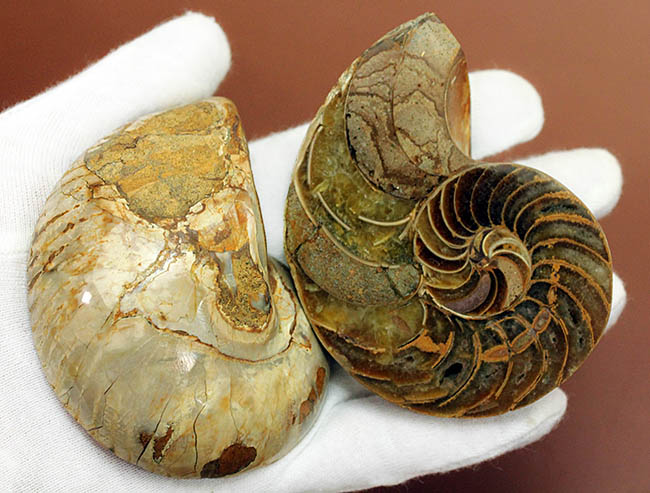 美しい模様、マダガスカル産、白亜紀オウムガイ（Nautilus）の化石のカット標本（その8）
