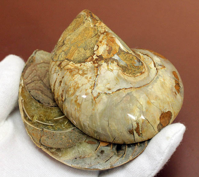 美しい模様、マダガスカル産、白亜紀オウムガイ（Nautilus）の化石のカット標本（その9）