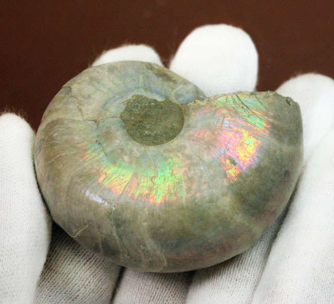 Ammonite Noire | trilo_moto Museum | MUUSEO 1065233