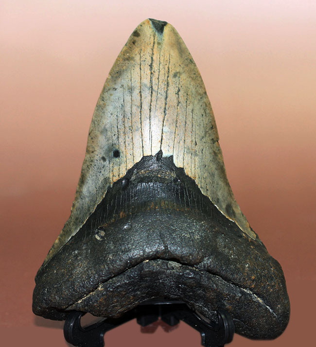 史上最大最強の古代ザメ、”メガロドン”の名にふさわしい巨大な歯