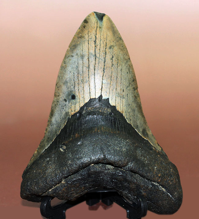 史上最大最強の古代ザメ、”メガロドン”の名にふさわしい巨大な歯化石。辺計測で13cm超え！（その1）