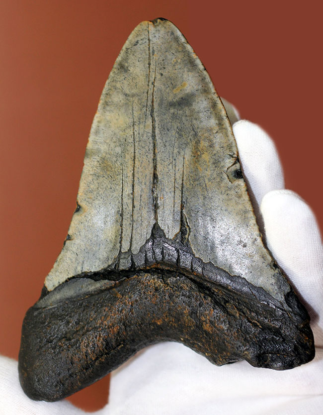 史上最大最強の古代ザメ、”メガロドン”の名にふさわしい巨大な歯化石。辺計測で13cm超え！（その10）