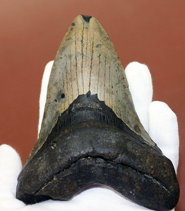 史上最大最強の古代ザメ、”メガロドン”の名にふさわしい巨大な歯化石。辺計測で13cm超え!(その11)