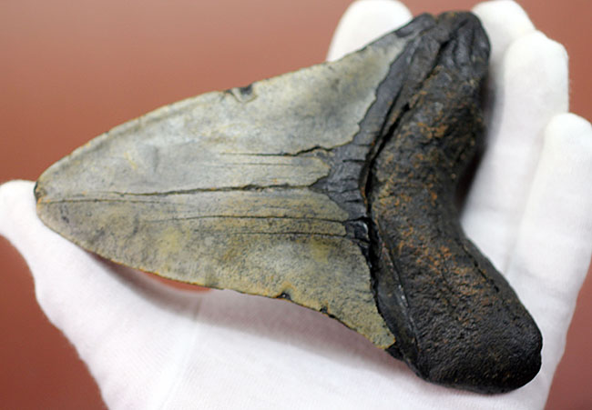 史上最大最強の古代ザメ、”メガロドン”の名にふさわしい巨大な歯化石。辺計測で13cm超え！（その13）