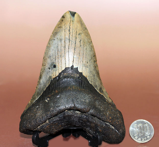 史上最大最強の古代ザメ、”メガロドン”の名にふさわしい巨大な歯化石。辺計測で13cm超え！（その14）