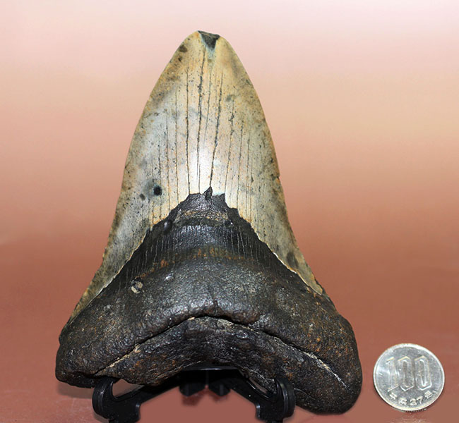史上最大最強の古代ザメ、”メガロドン”の名にふさわしい巨大な歯化石。辺計測で13cm超え!(その14)
