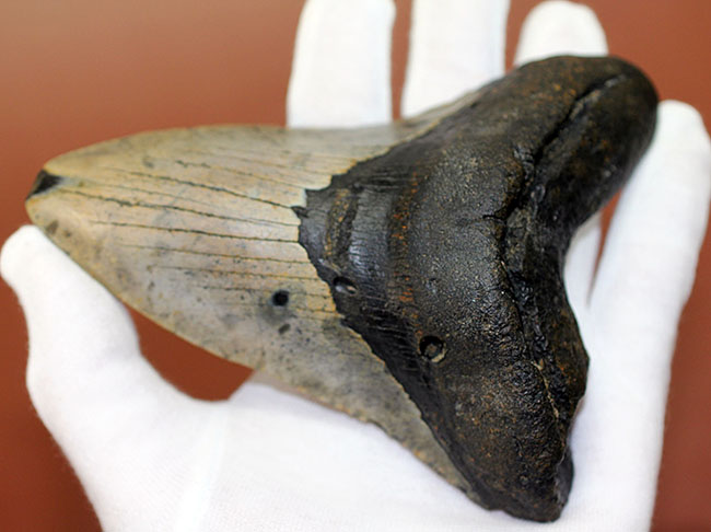 史上最大最強の古代ザメ、”メガロドン”の名にふさわしい巨大な歯化石。辺計測で13cm超え!(その2)
