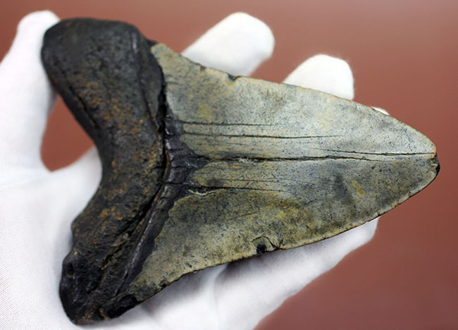 史上最大最強の古代ザメ、”メガロドン”の名にふさわしい巨大な歯化石。辺計測で13cm超え!(その3)