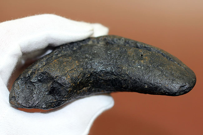 史上最大最強の古代ザメ、”メガロドン”の名にふさわしい巨大な歯化石。辺計測で13cm超え!(その4)
