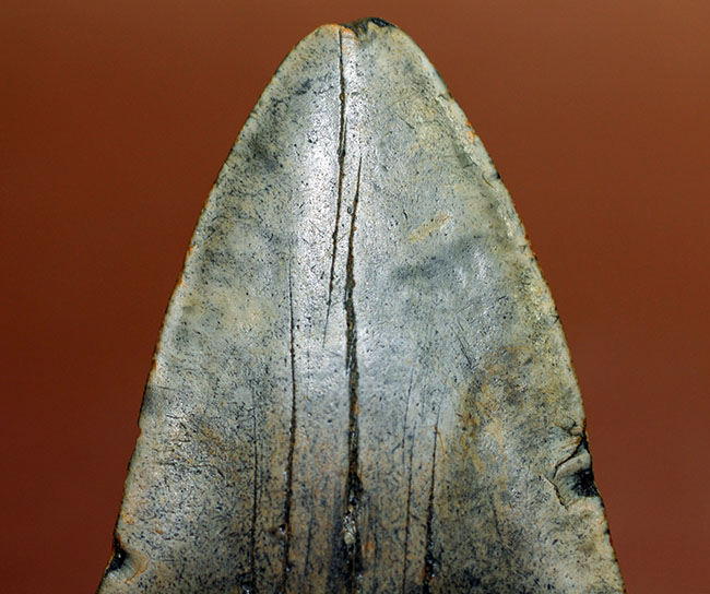 史上最大最強の古代ザメ、”メガロドン”の名にふさわしい巨大な歯化石。辺計測で13cm超え!(その5)