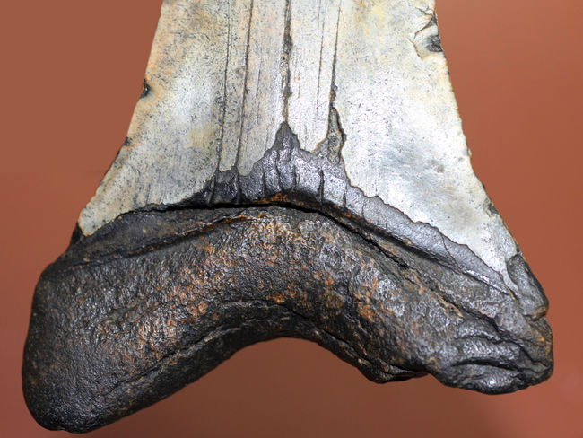 史上最大最強の古代ザメ、”メガロドン”の名にふさわしい巨大な歯化石。辺計測で13cm超え！（その6）
