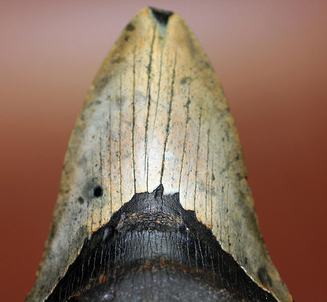 史上最大最強の古代ザメ、”メガロドン”の名にふさわしい巨大な歯化石。辺計測で13cm超え！（その7）