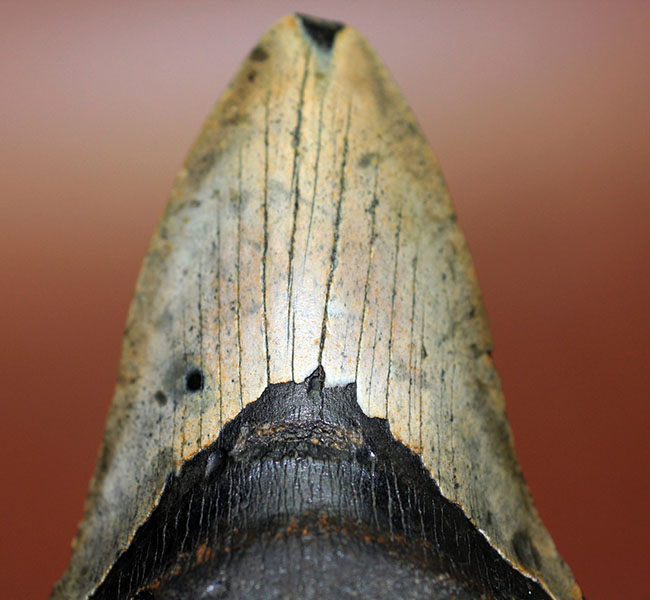 史上最大最強の古代ザメ、”メガロドン”の名にふさわしい巨大な歯化石。辺計測で13cm超え!(その7)