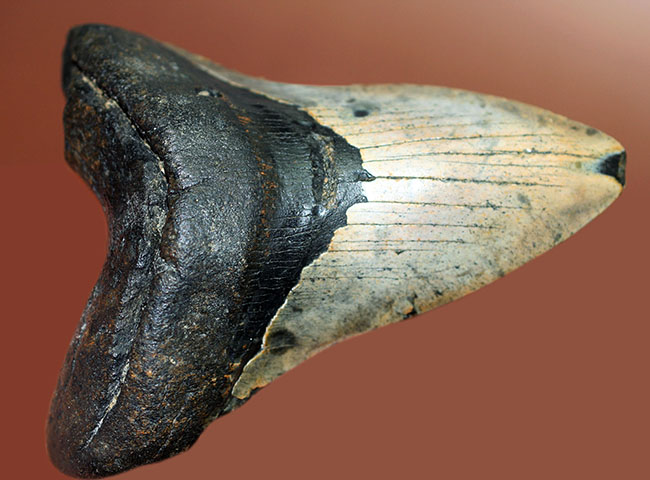 史上最大最強の古代ザメ、”メガロドン”の名にふさわしい巨大な歯化石。辺計測で13cm超え！（その8）