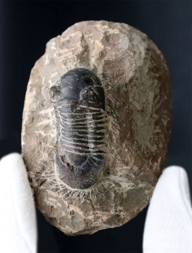扇子のような尾板を持つ特徴的な三葉虫、パラレジュルス(その2)