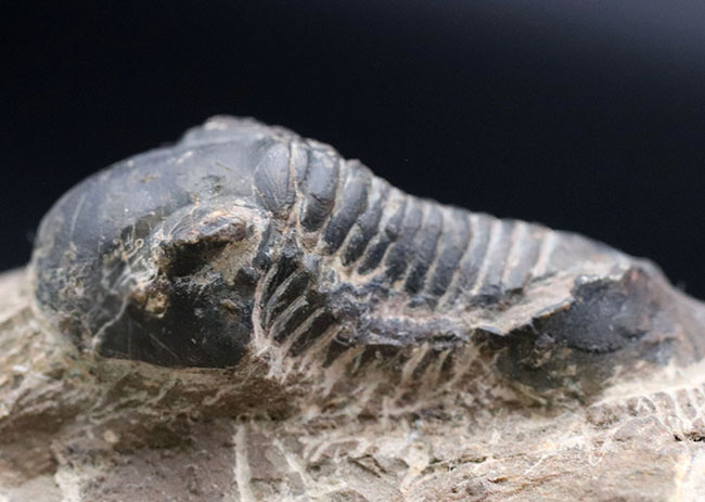 扇子のような尾板を持つ特徴的な三葉虫、パラレジュルス(その3)
