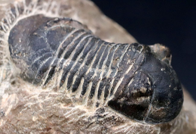 扇子のような尾板を持つ特徴的な三葉虫、パラレジュルス(その5)
