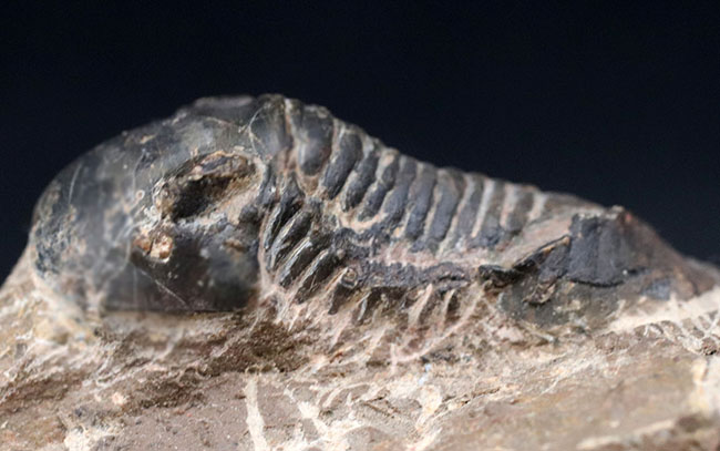 扇子のような尾板を持つ特徴的な三葉虫、パラレジュルス(その6)