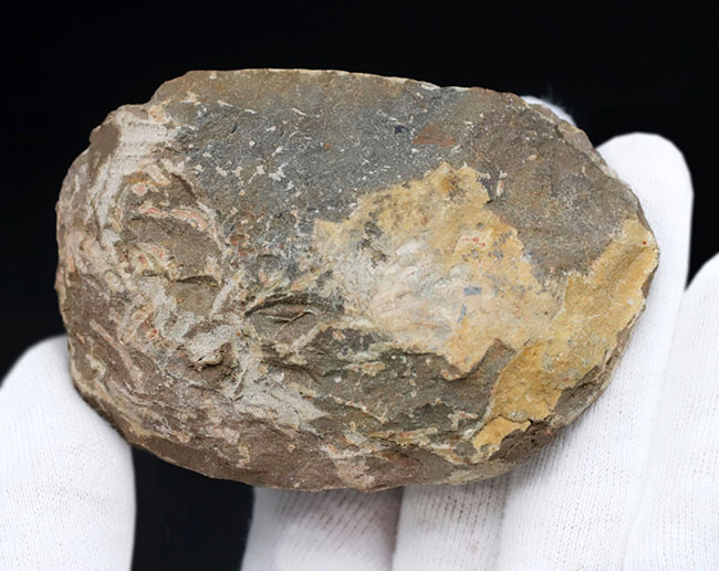扇子のような尾板を持つ特徴的な三葉虫、パラレジュルス(その7)