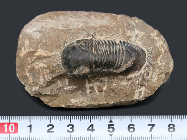 扇子のような尾板を持つ特徴的な三葉虫、パラレジュルス(その8)