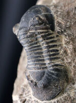 扇子のような尾板を持つ特徴的な三葉虫、パラレジュルス