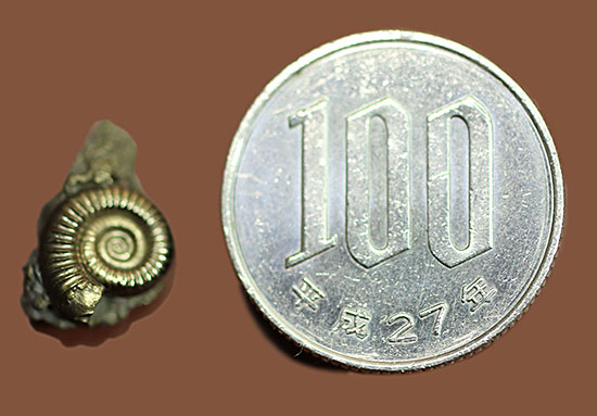 ほんっとに小さい！でも、驚くべきゴールドの発色！イングランド産黄鉄鉱アンモナイト、クルシロビセラス。（その7）